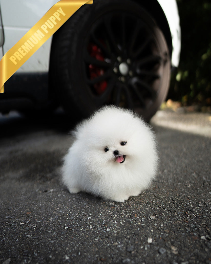 COCO - FEMALE - ROLLY TEACUP PUPPIES - TEACUP PUPPY FOR SALE