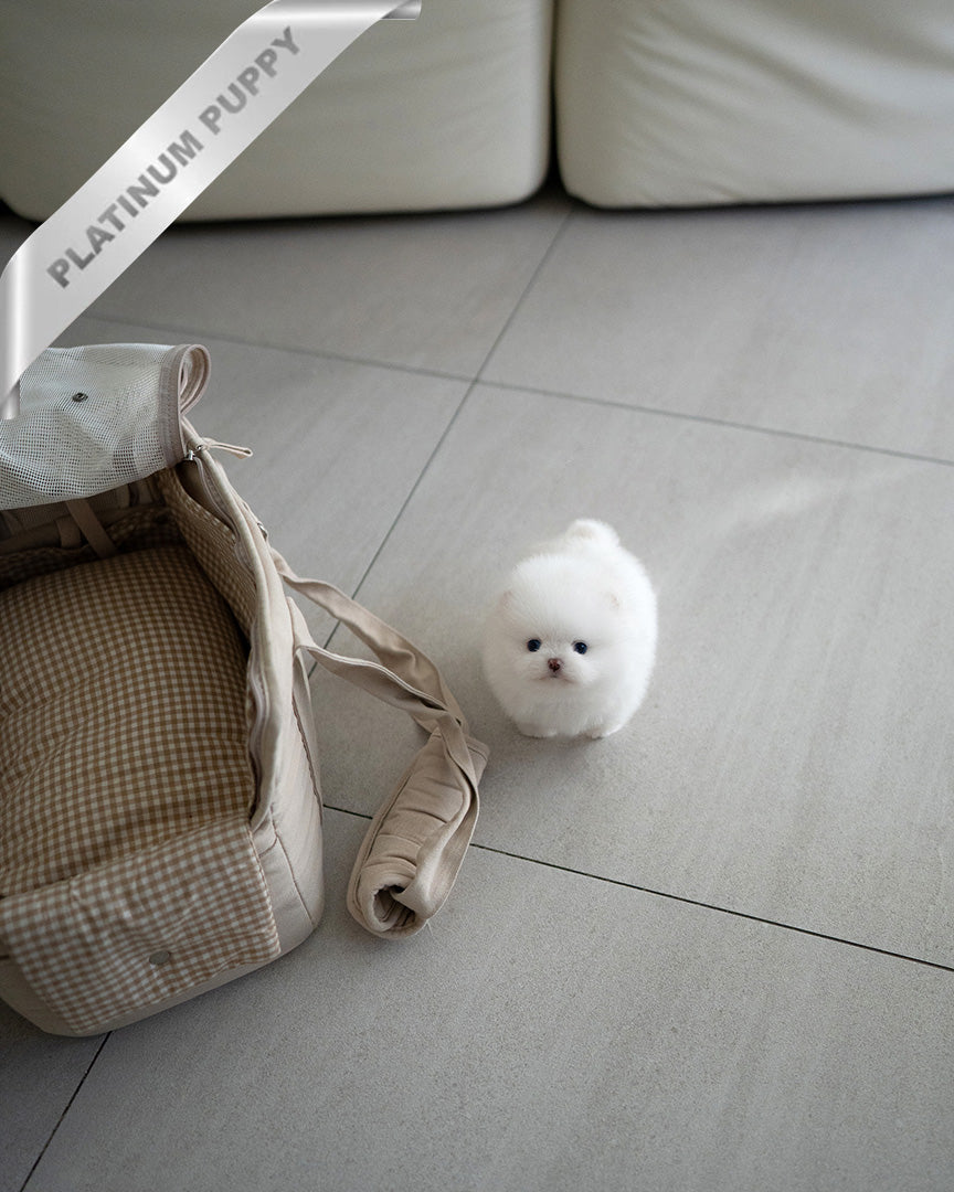 DIANA - FEMALE (PURCHASED by KHRYSTYNA)