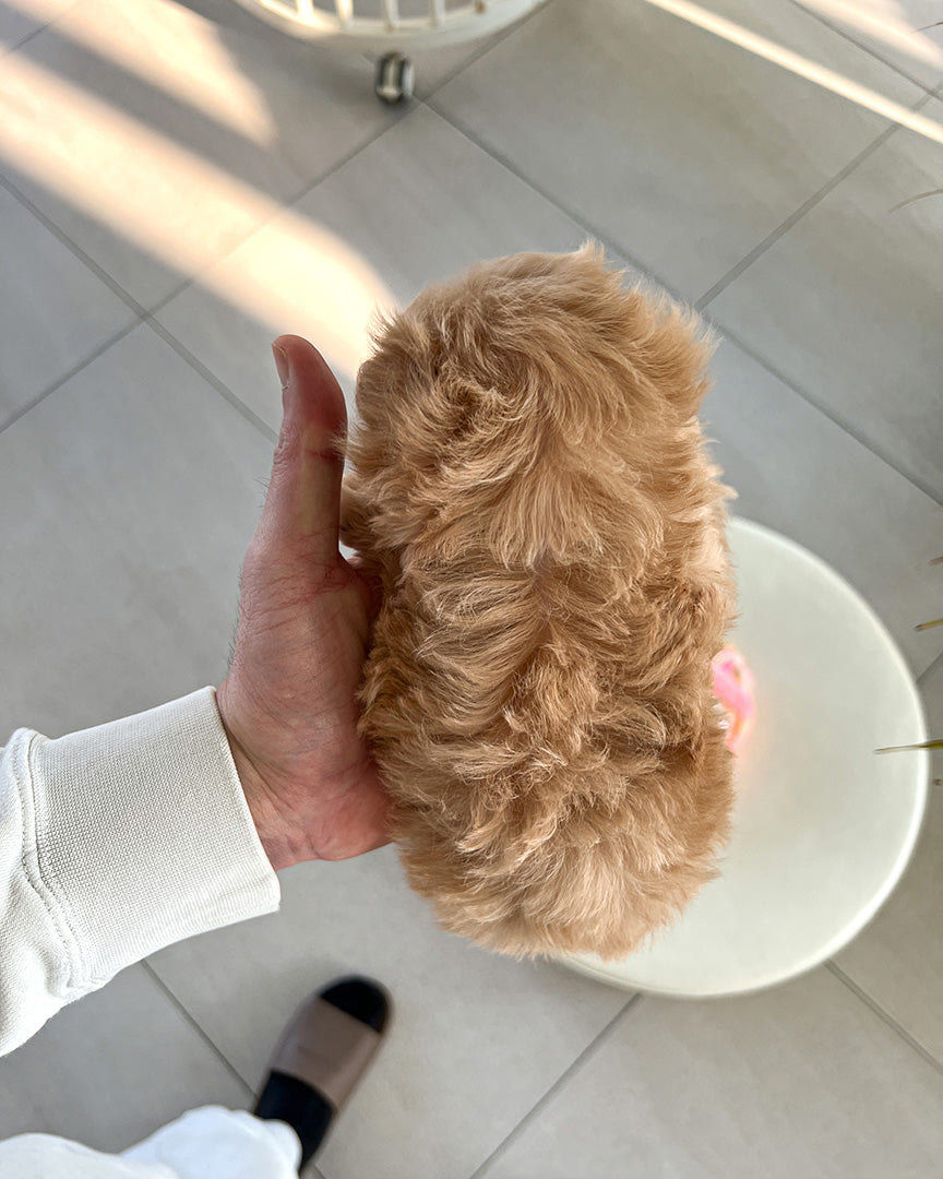 GIGI - FEMALE (RESERVED by GENEVIEVE) - ROLLY TEACUP PUPPIES - TEACUP PUPPY FOR SALE