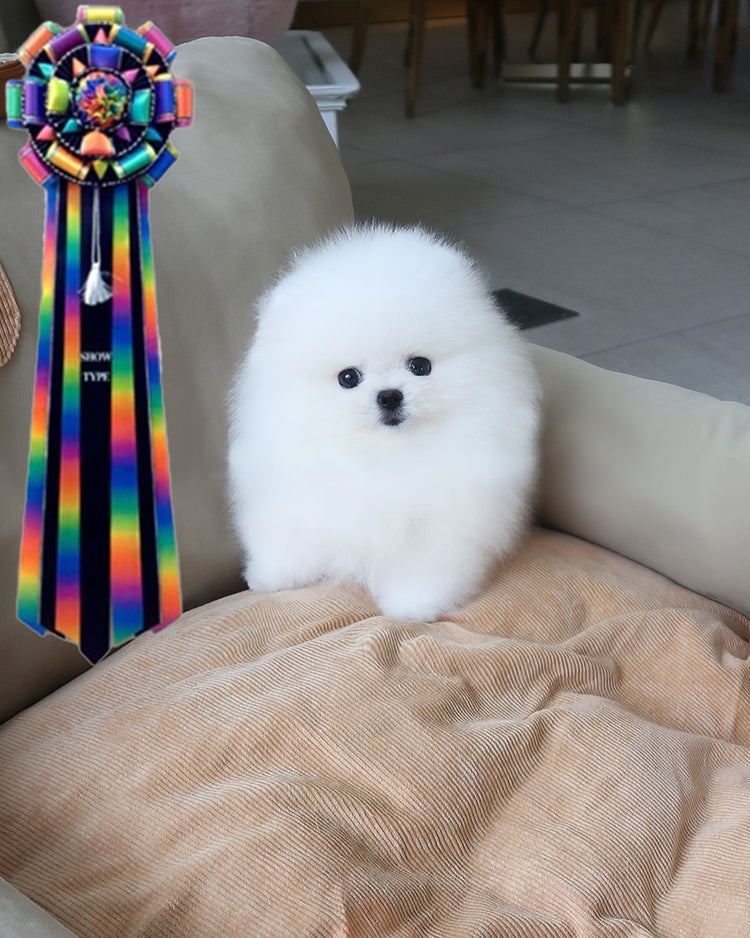 SNOW BALL - FEMALE (RESERVED by JIAYING) - ROLLYPUPS OFFICIAL