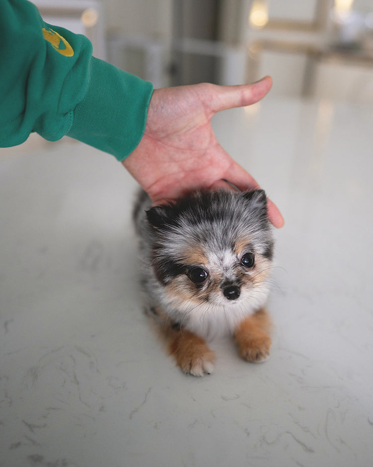 ALLURE - FEMALE - ROLLY TEACUP PUPPIES