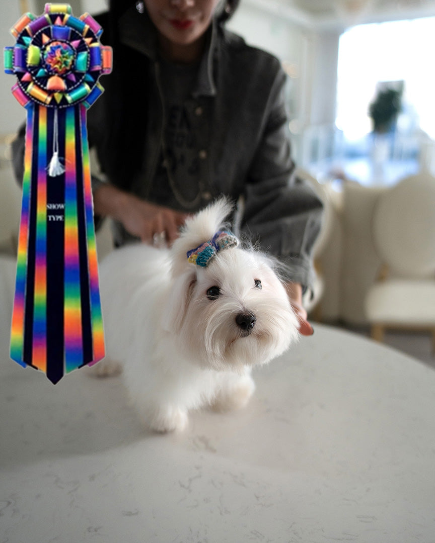 LACEY - FEMALE - ROLLY TEACUP PUPPIES