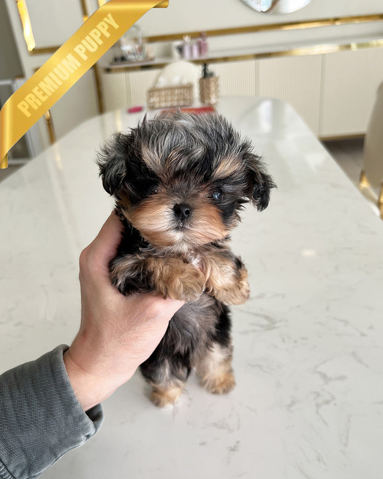 NOAH - MALE - ROLLY TEACUP PUPPIES - TEACUP PUPPY FOR SALE