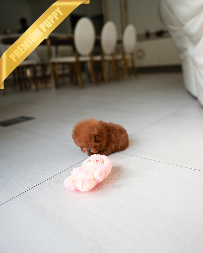 NUGGET - MALE (RESERVED by JANELLE)