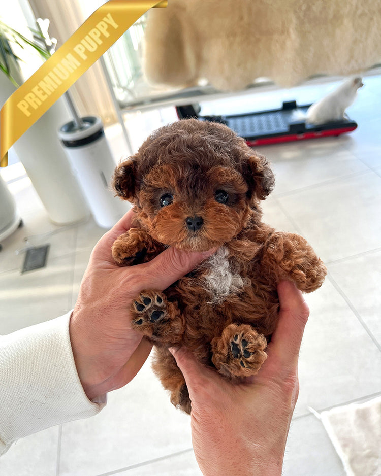 FINN - MALE (RESERVED by JENNY) - ROLLY TEACUP PUPPIES - TEACUP PUPPY FOR SALE