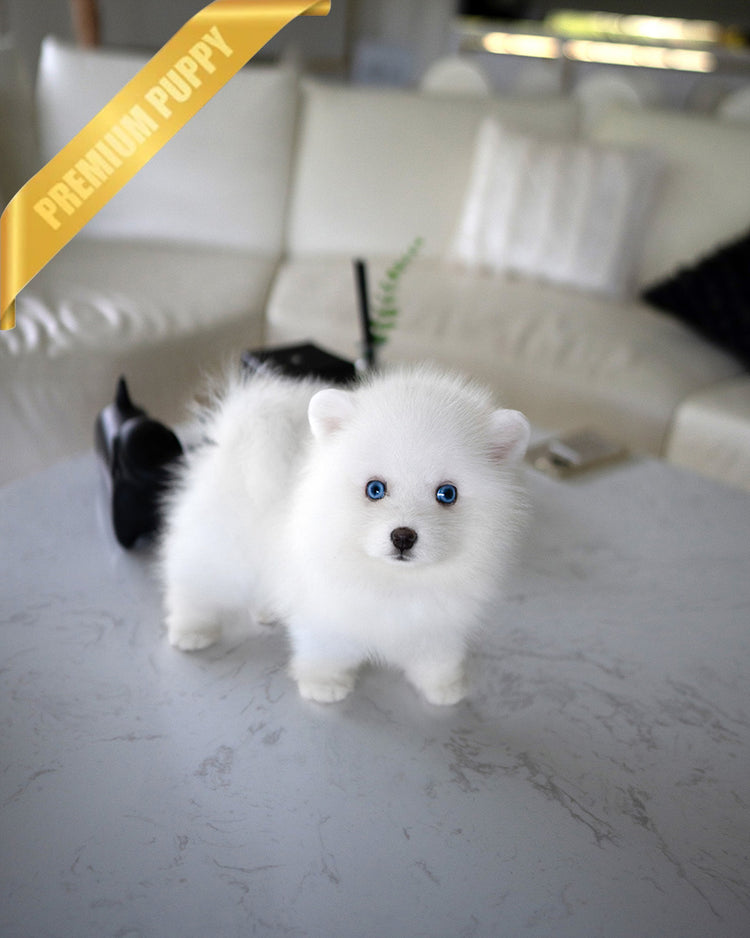 MARSHY - MALE - ROLLY TEACUP PUPPIES - TEACUP PUPPY FOR SALE