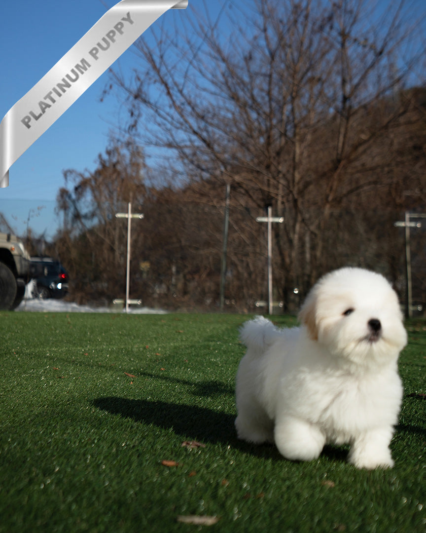 SNOWY - MALE - ROLLY TEACUP PUPPIES - TEACUP PUPPY FOR SALE