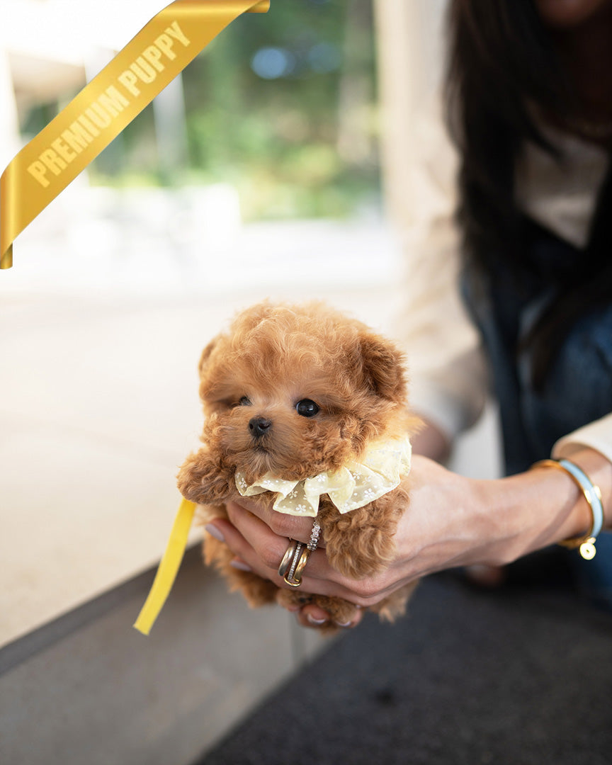 NUGGET - FEMALE (RESERVED by JENNIFER) - ROLLYPUPS OFFICIAL