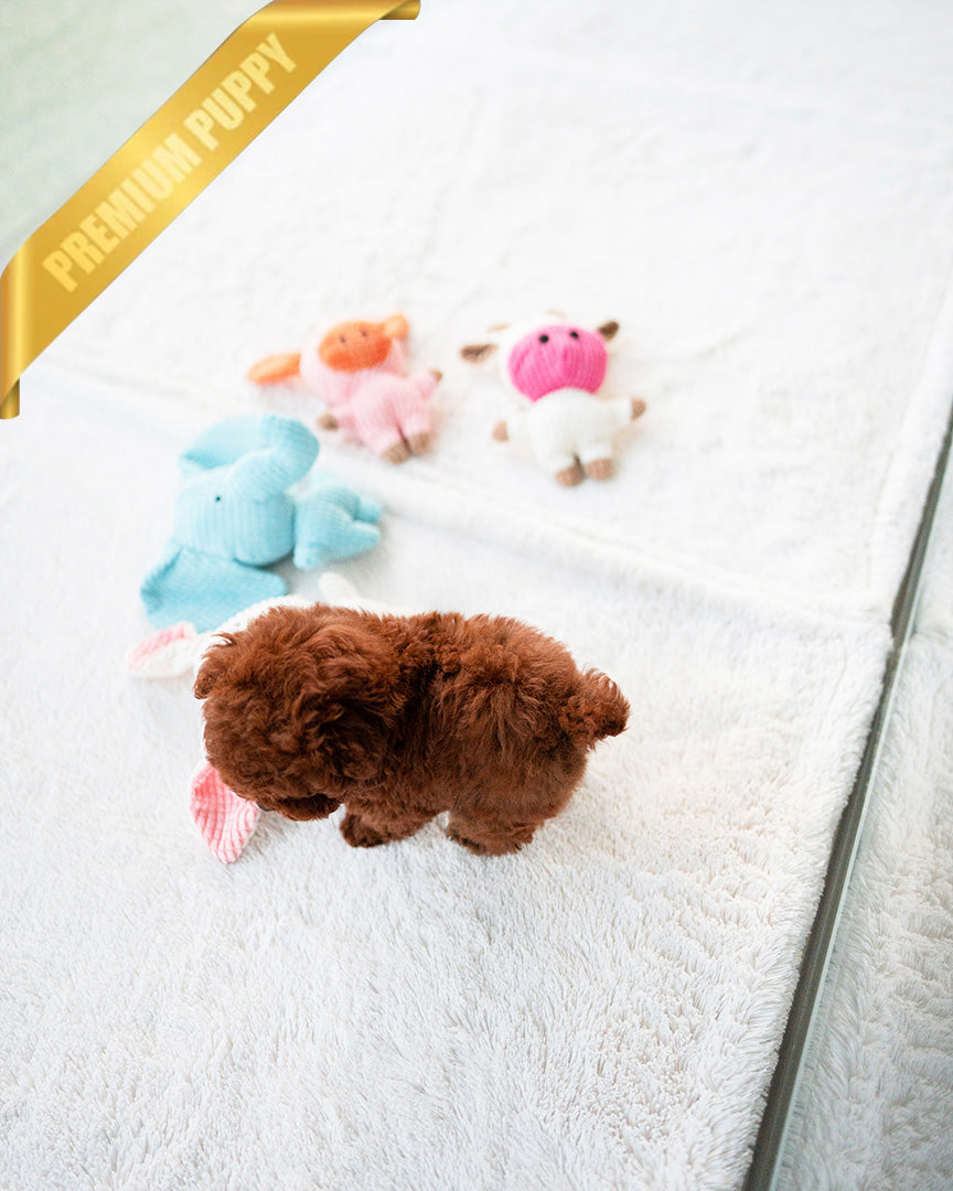 BERRY - FEMALE (RESERVED by LISA)