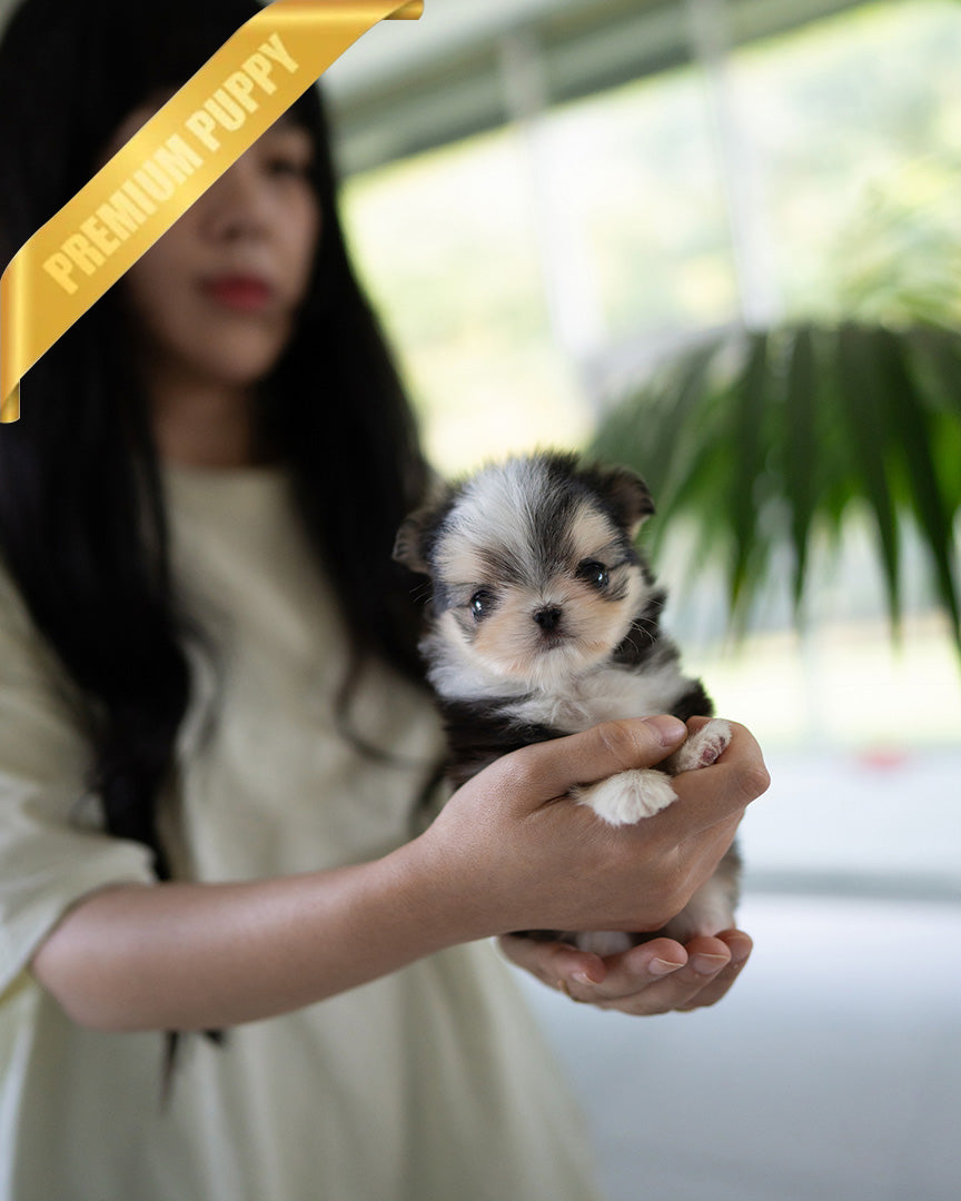 PICO - MALE - ROLLY TEACUP PUPPIES - TEACUP PUPPY FOR SALE