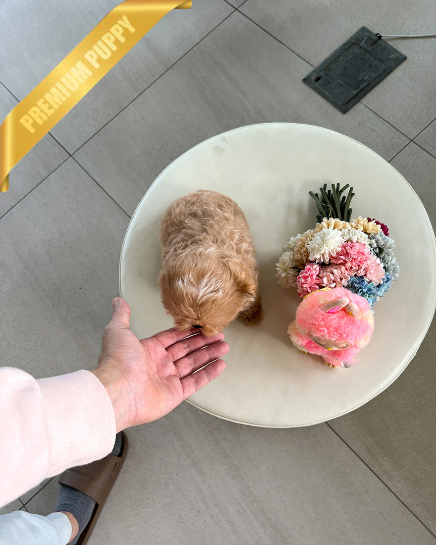 COCO - FEMALE (PURCHASED by RT)