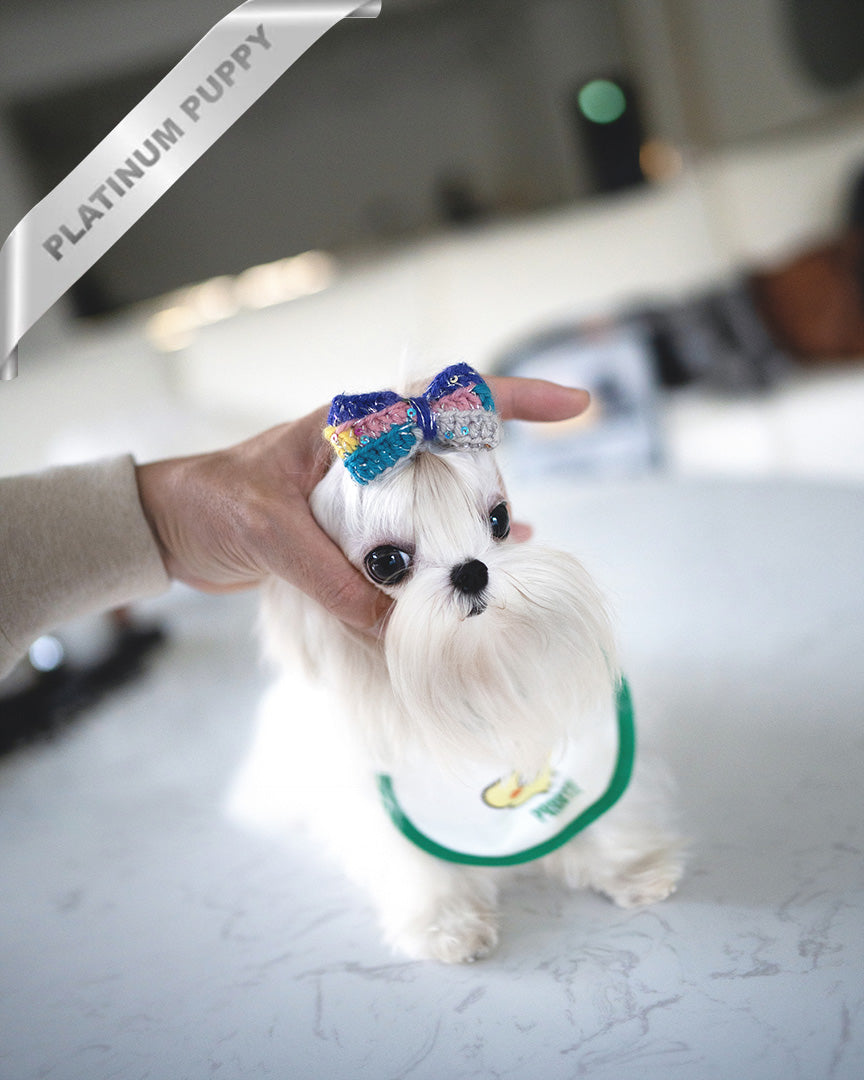 Rolly fashion teacup dog for