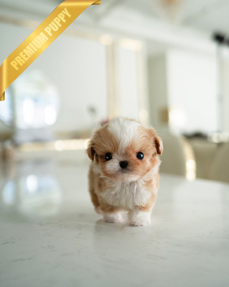 BISCUIT - MALE (RESERVED by RYAN) - ROLLY TEACUP PUPPIES - TEACUP PUPPY FOR SALE