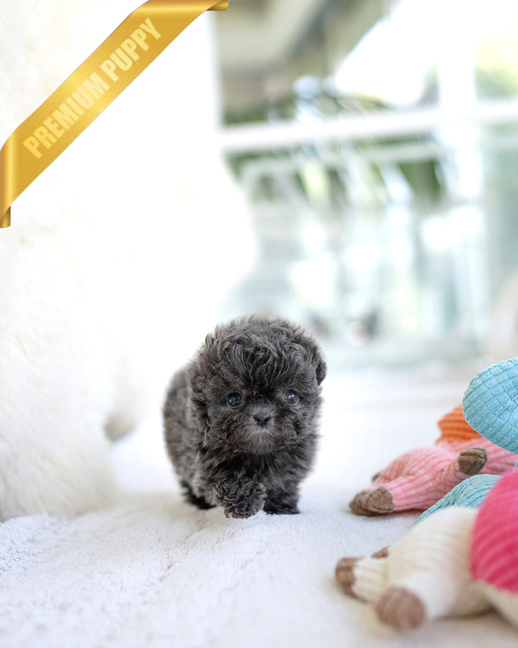 AZURE - FEMALE (PURCHASED by SARAH) - ROLLY TEACUP PUPPIES - TEACUP PUPPY FOR SALE