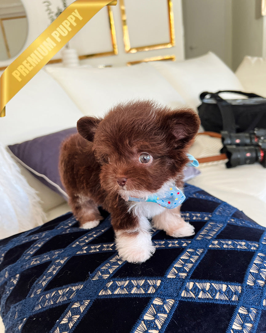 HERSHEY - MALE