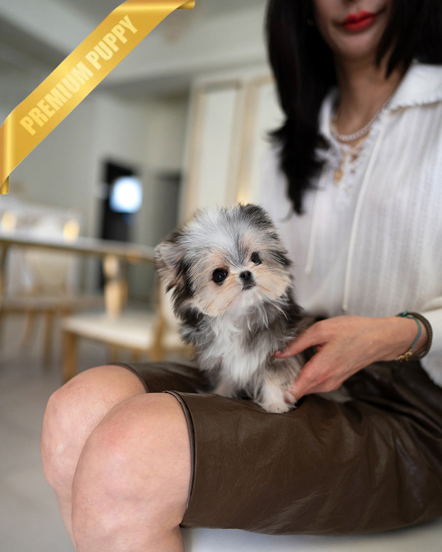 ROCKO - MALE (PURCHASED by JENNIFER)