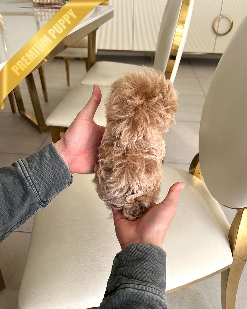 MARCO - MALE (RESERVED by LEE)