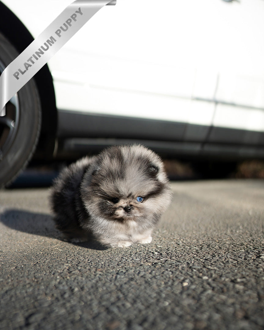 ASPEN - MALE (PURCHASED by NALAE)