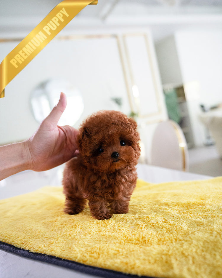 ROSIE - FEMALE (PURCHASED by KATE) - ROLLY TEACUP PUPPIES - TEACUP PUPPY FOR SALE
