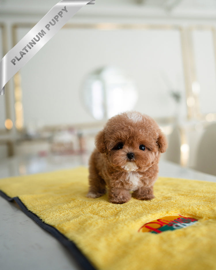 AGATHA - FEMALE - ROLLY TEACUP PUPPIES - TEACUP PUPPY FOR SALE