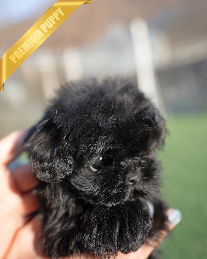 HUGO - MALE (RESERVED by LOURDES) - ROLLY TEACUP PUPPIES - TEACUP PUPPY FOR SALE
