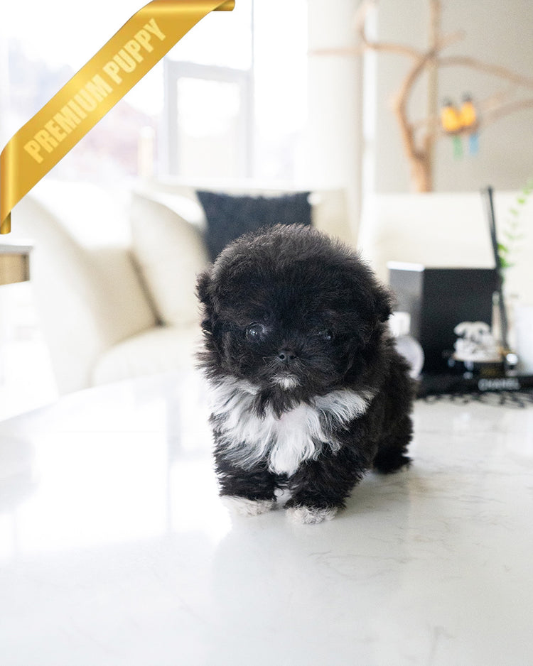 PEBBLES  - FEMALE - ROLLY TEACUP PUPPIES