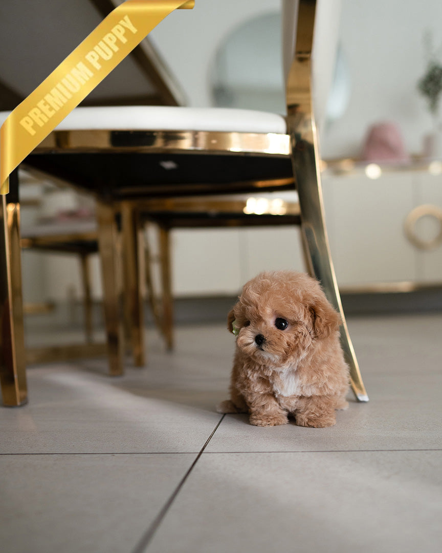 JESSIE - FEMALE (RESERVED by JORDAN)