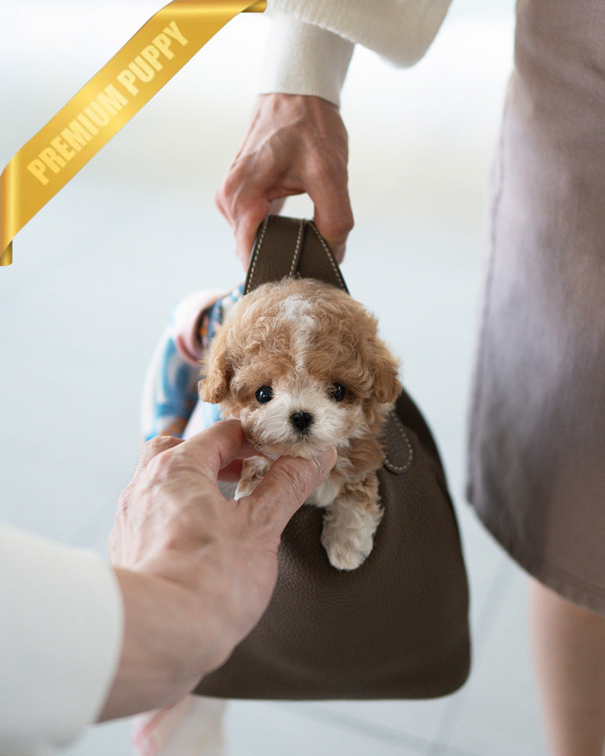 MYLES - MALE - ROLLY TEACUP PUPPIES - TEACUP PUPPY FOR SALE