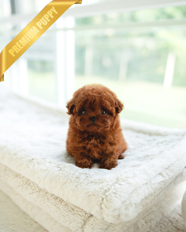 SIENNA - FEMALE (RESERVED by SARA) - ROLLY TEACUP PUPPIES - TEACUP PUPPY FOR SALE