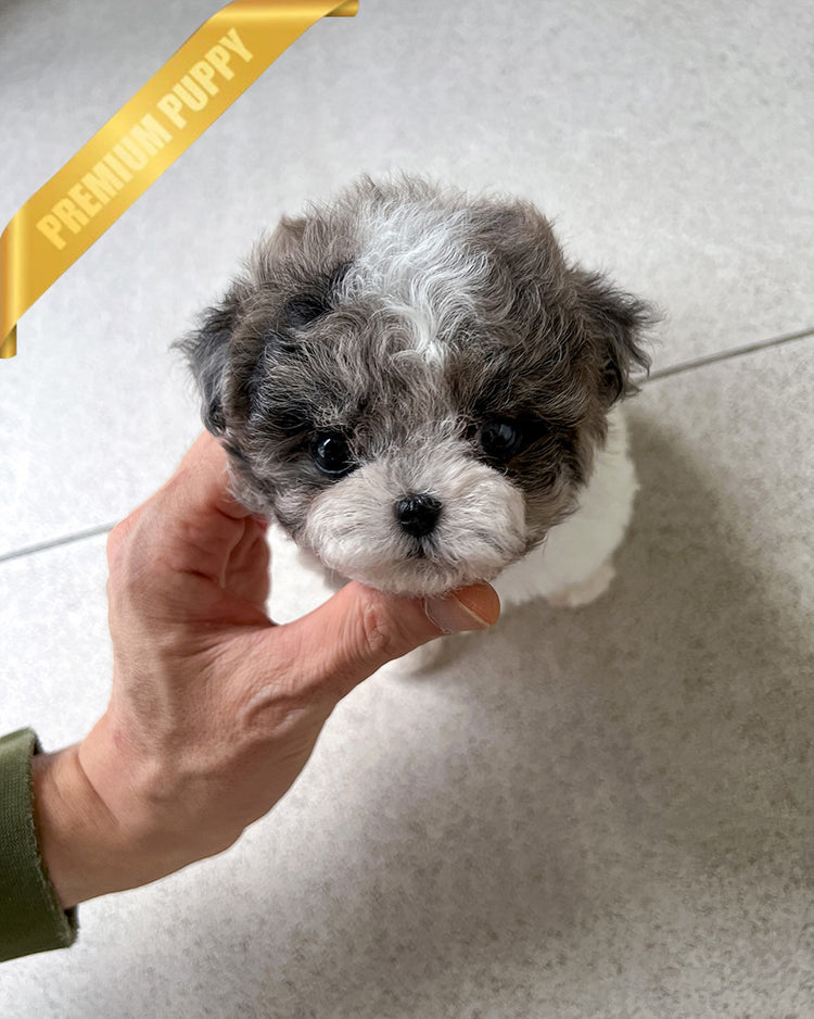 DOTTIE - FEMALE (RESERVED by JAVIERA) - ROLLYPUPS OFFICIAL