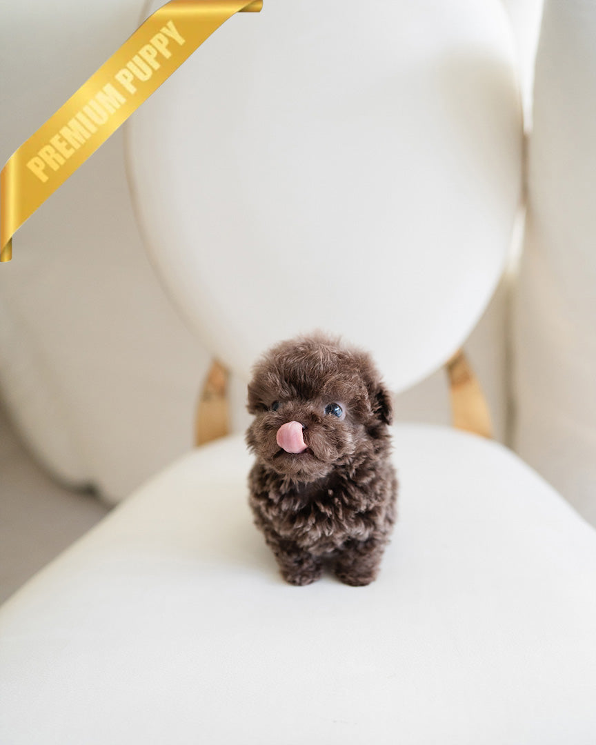 LOKI - MALE - ROLLY TEACUP PUPPIES - TEACUP PUPPY FOR SALE