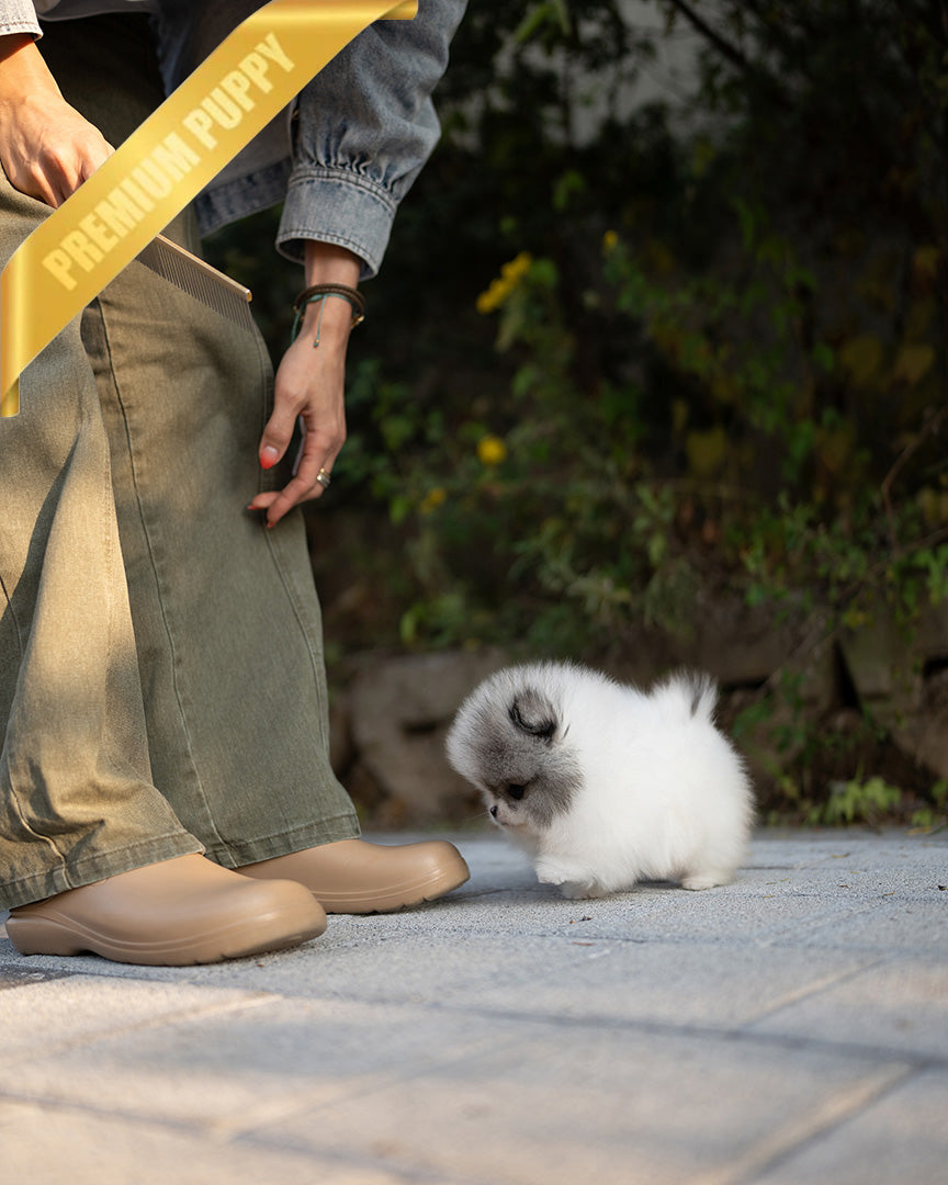 DIANA - FEMALE (PURCHASED by ROGER) - ROLLY TEACUP PUPPIES - TEACUP PUPPY FOR SALE