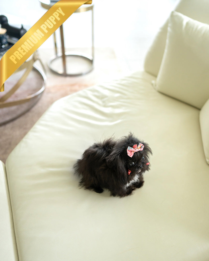 PEBBLES  - FEMALE