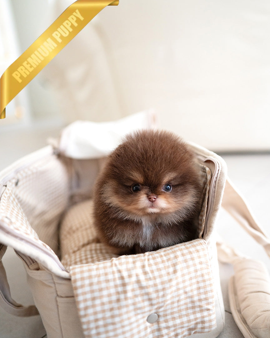 BROWNIE - MALE (PURCHASED by IMANE)