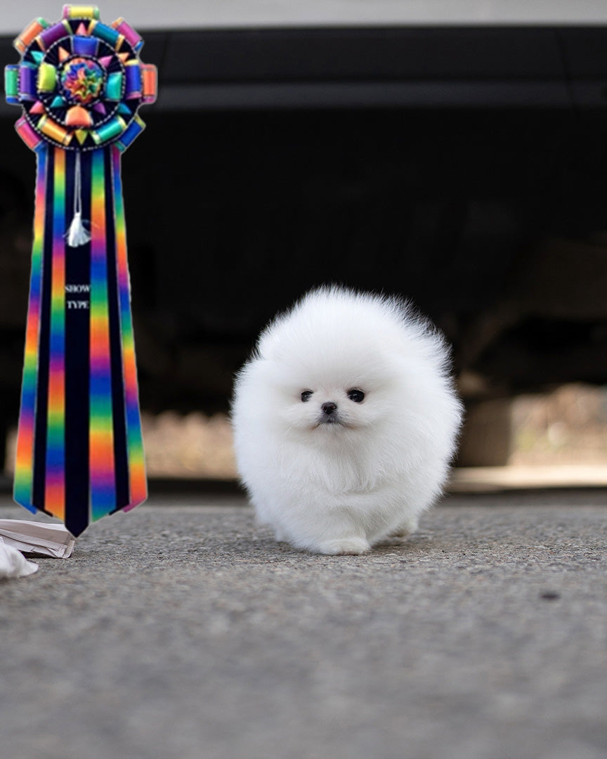 CLOUD - FEMALE - ROLLYPUPS OFFICIAL