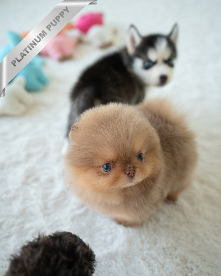 HERSHEY - MALE (PURCHASED by SABRINA) - ROLLY TEACUP PUPPIES - TEACUP PUPPY FOR SALE