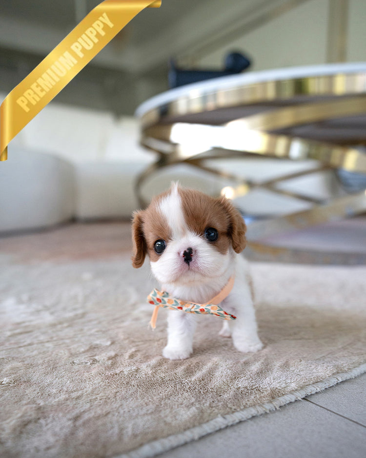 CHARLOTTE - FEMALE - ROLLY TEACUP PUPPIES - TEACUP PUPPY FOR SALE