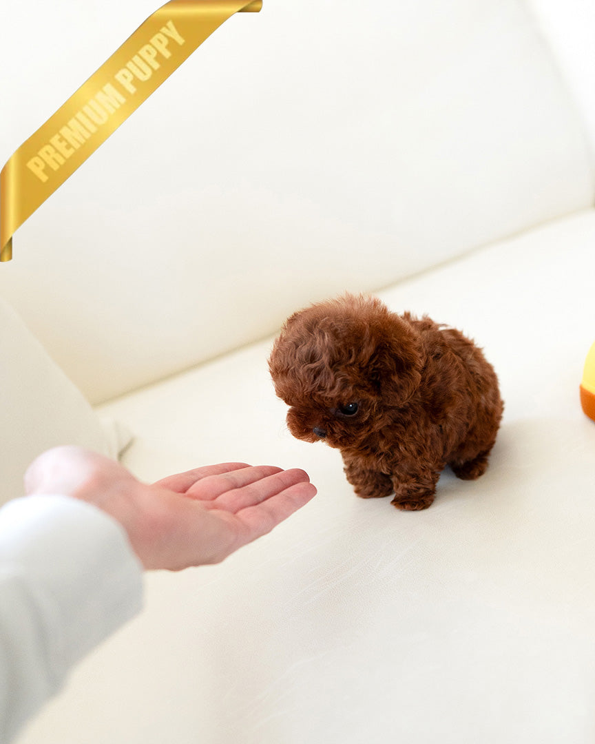 JENNIE - FEMALE (PURCHASED by MARIE) - ROLLY TEACUP PUPPIES - TEACUP PUPPY FOR SALE