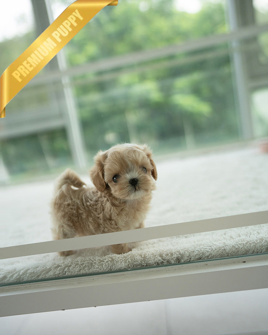ESME - FEMALE (PURCHASED by ELSA) - ROLLY TEACUP PUPPIES - TEACUP PUPPY FOR SALE