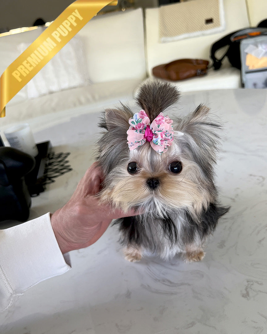 LILIANA - FEMALE (RESERVED by TOMMY) - ROLLY TEACUP PUPPIES - TEACUP PUPPY FOR SALE