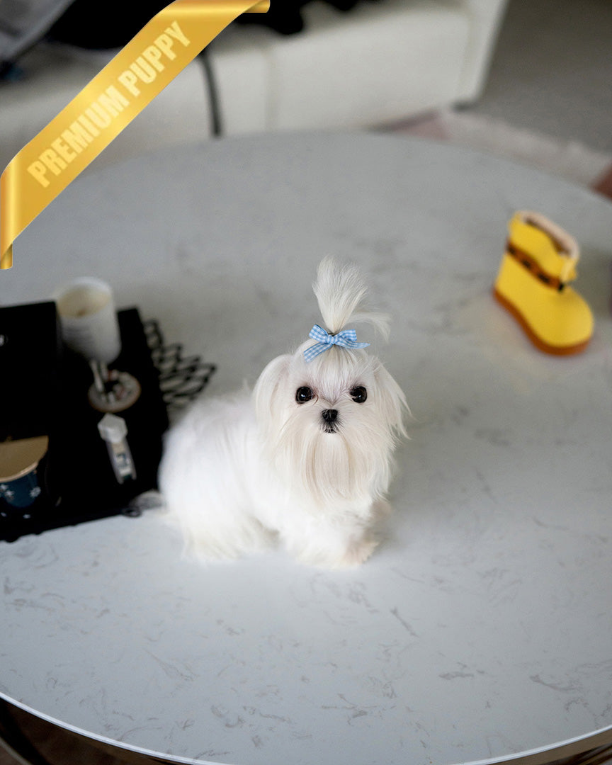 TOTO - MALE (PURCHASED by SWATI)