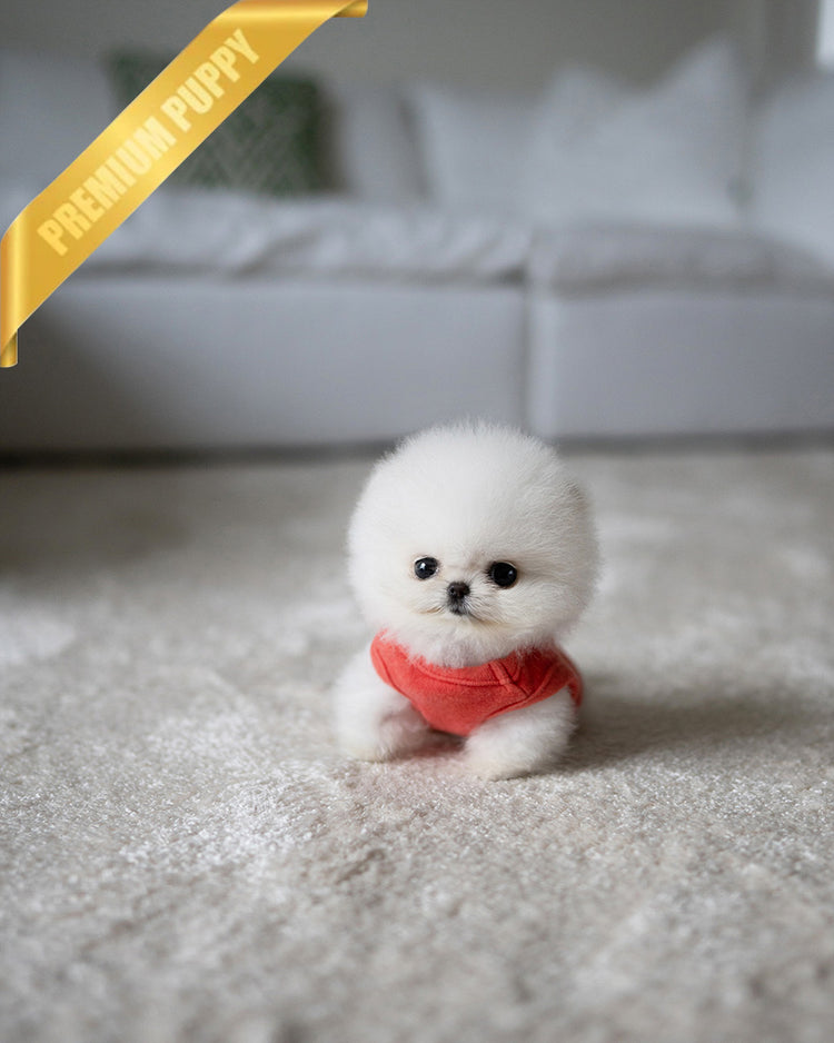 TEDDY - FEMALE (PURCHASED by MYUNG) - ROLLY TEACUP PUPPIES - TEACUP PUPPY FOR SALE