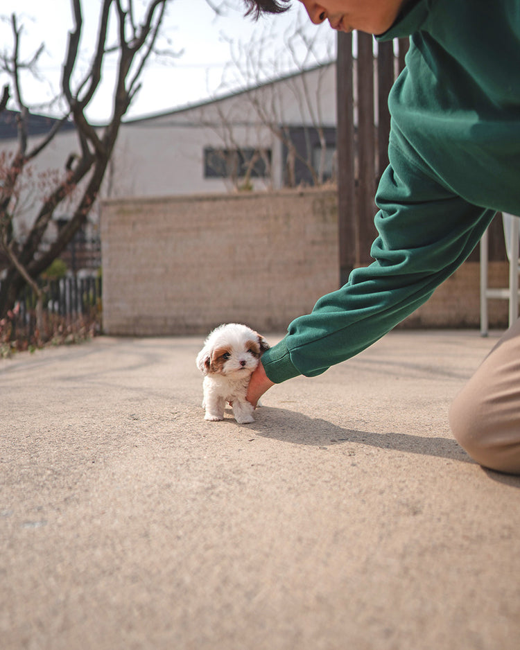 LATTE - FEMALE - ROLLYPUPS OFFICIAL