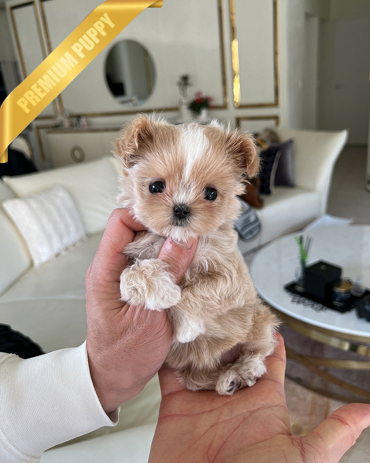 CHLOE - FEMALE - ROLLY TEACUP PUPPIES - TEACUP PUPPY FOR SALE