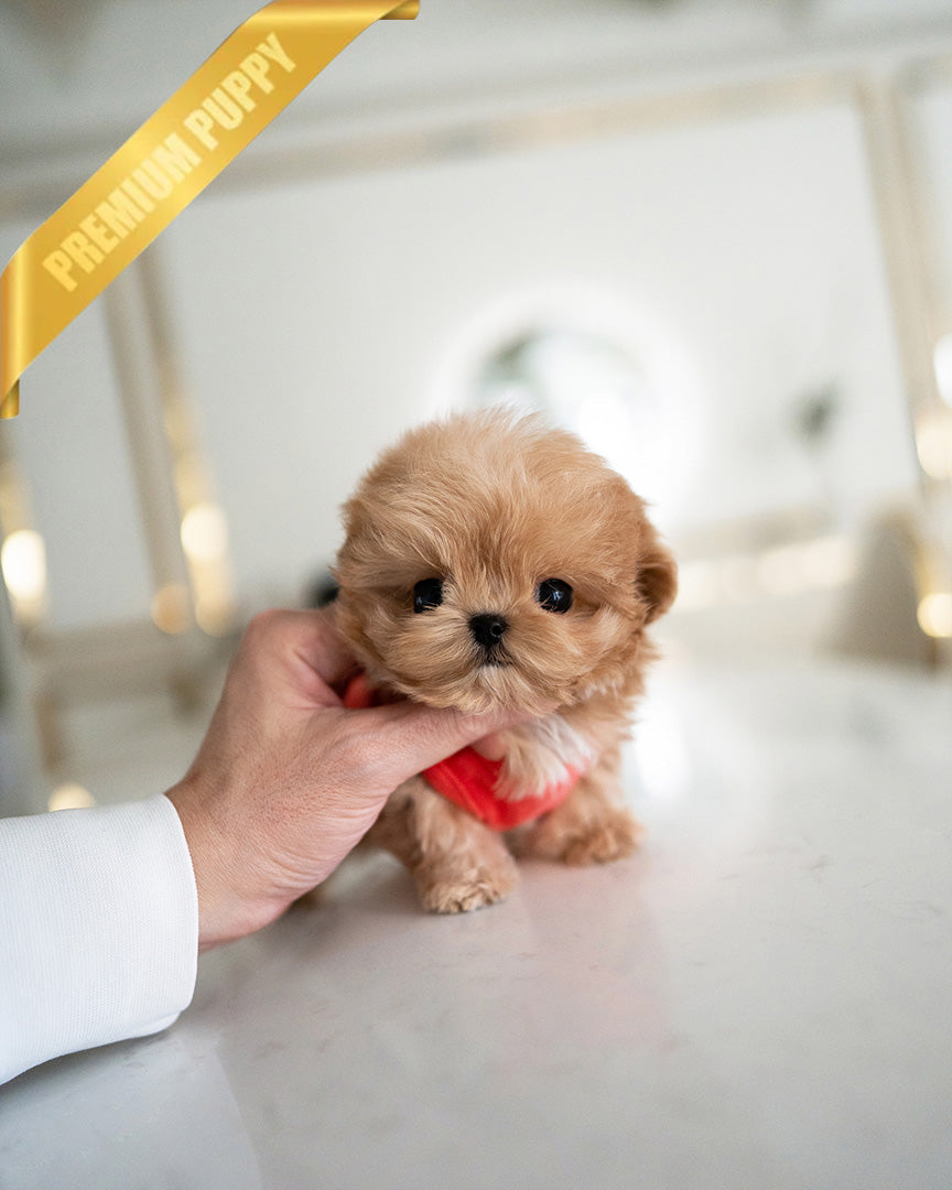 BAGEL - MALE (RESERVED by  CAMILO)