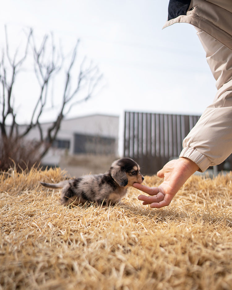 MABLE - FEMALE - ROLLYPUPS OFFICIAL