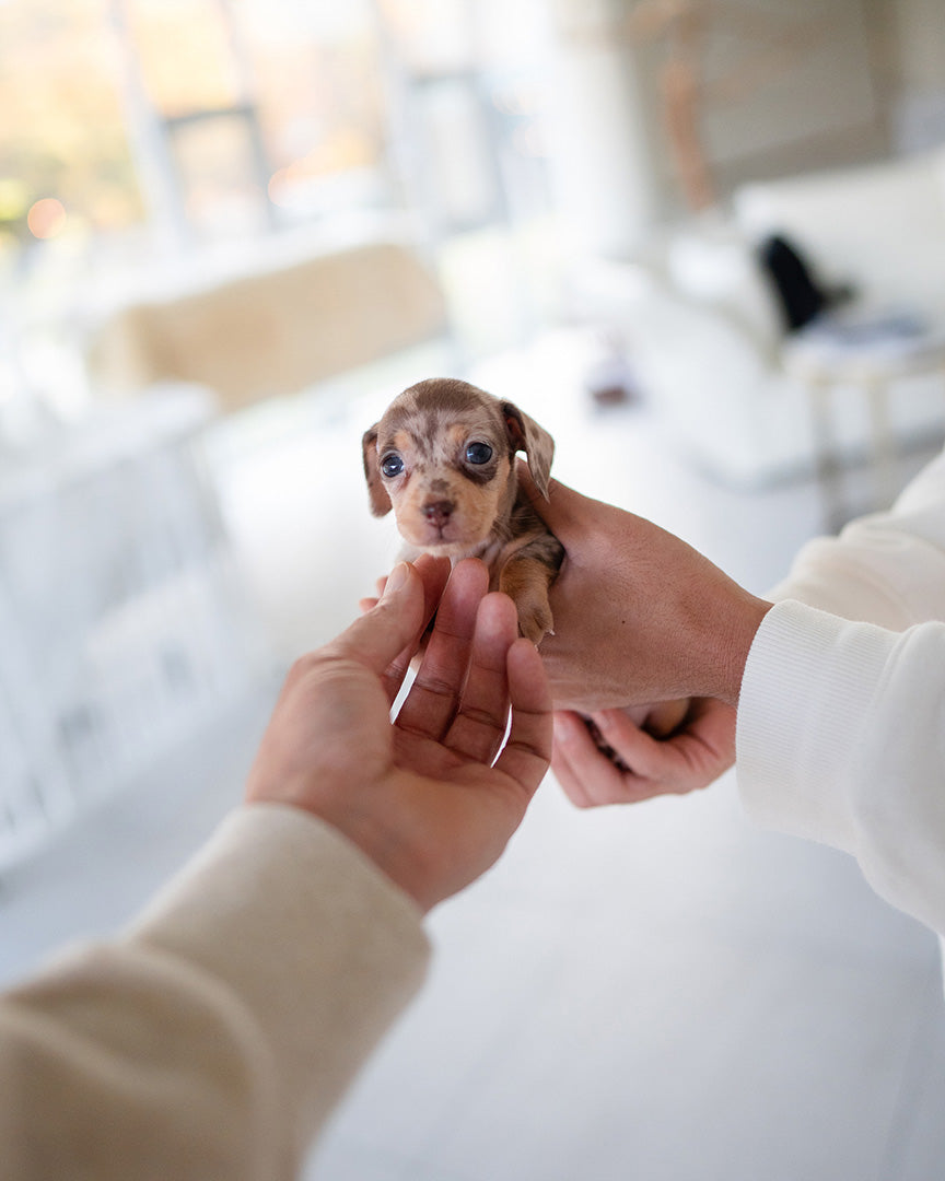 BROWNIE - FEMALE (PURCHASED by JARED) - ROLLYPUPS OFFICIAL