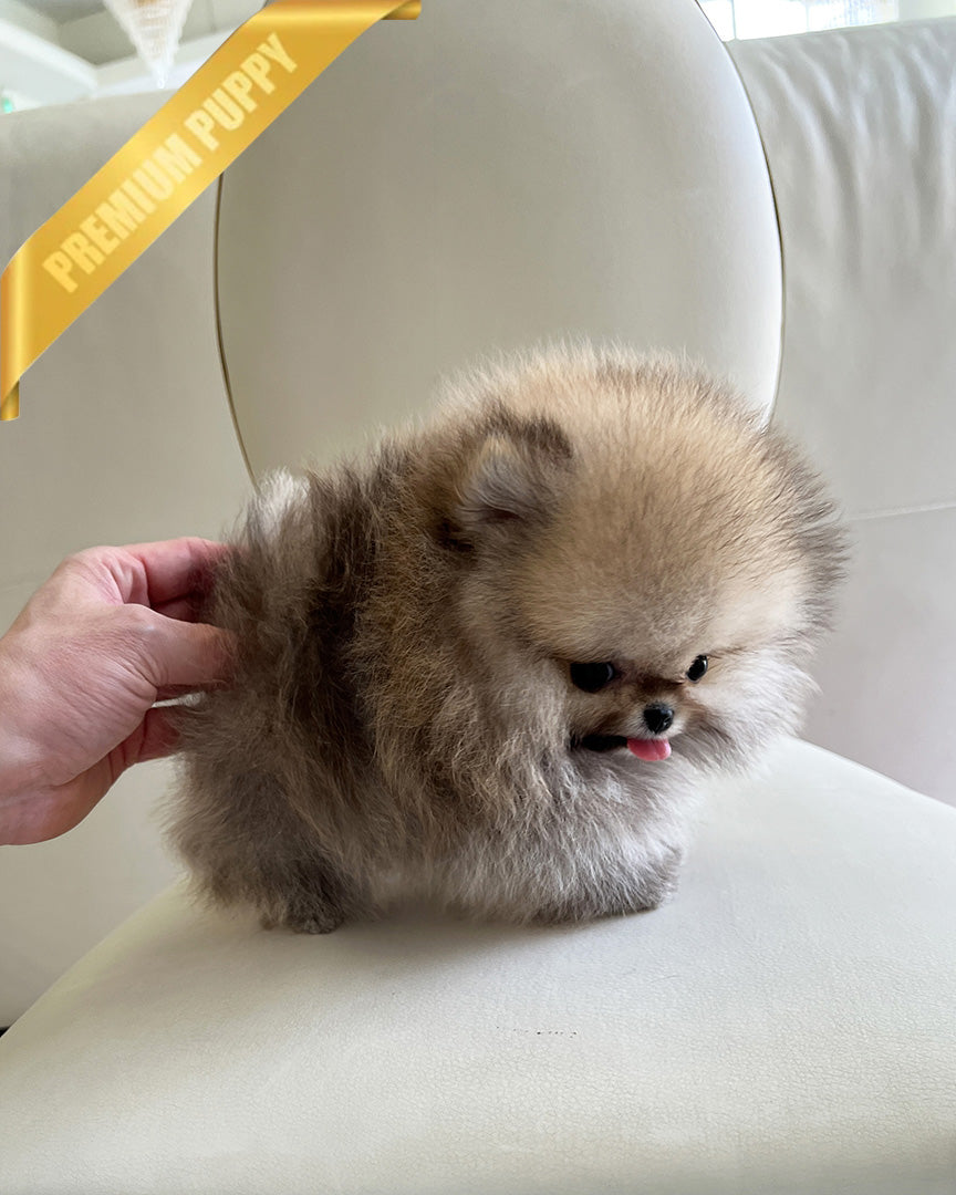 SANDY - MALE - ROLLY TEACUP PUPPIES - TEACUP PUPPY FOR SALE