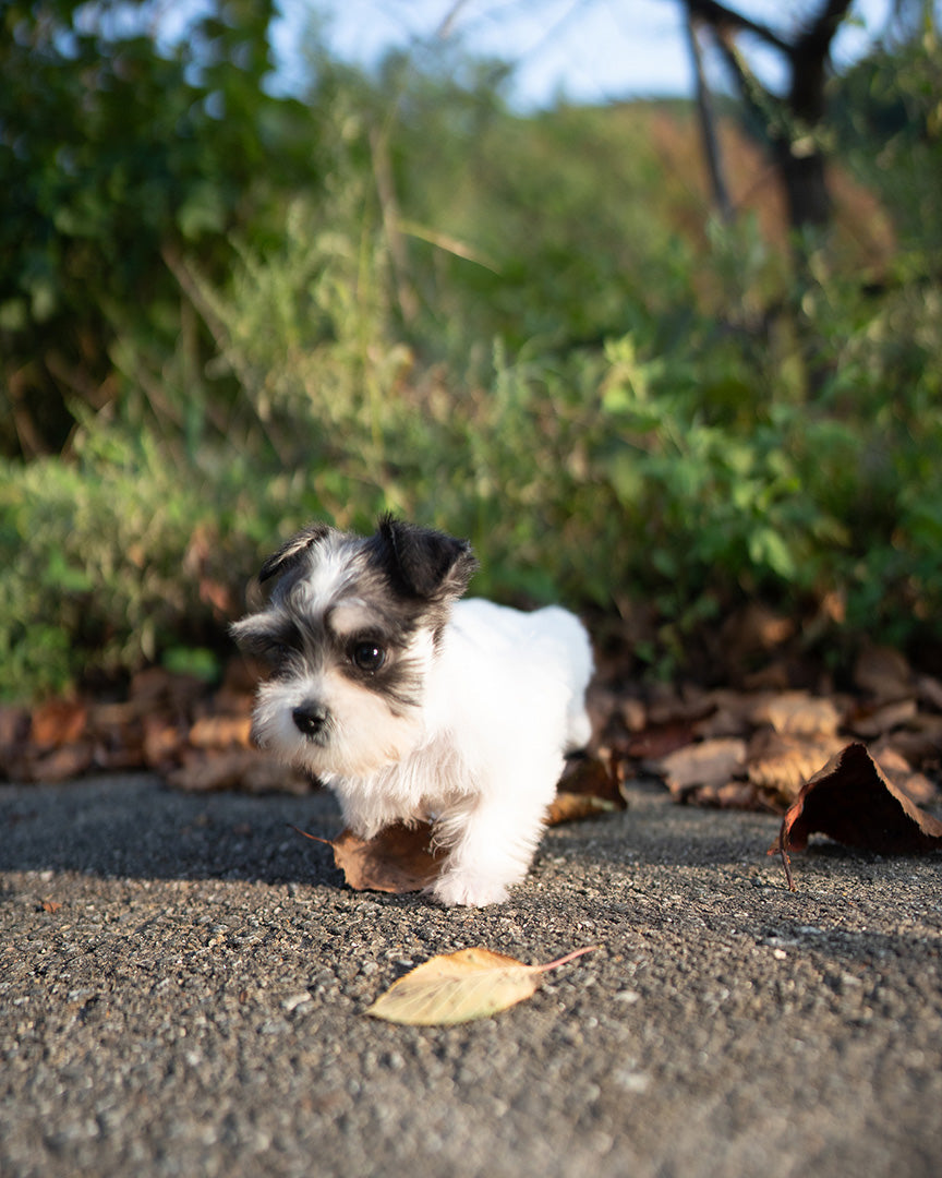 SASHA - FEMALE - ROLLYPUPS OFFICIAL