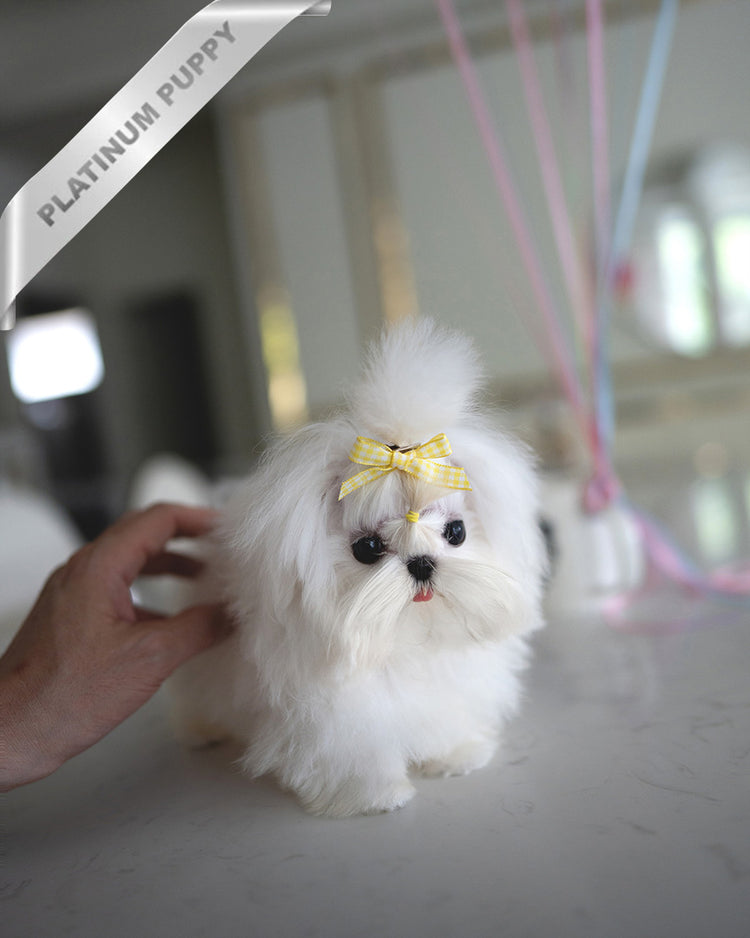 ISLA - FEMALE - ROLLY TEACUP PUPPIES - TEACUP PUPPY FOR SALE